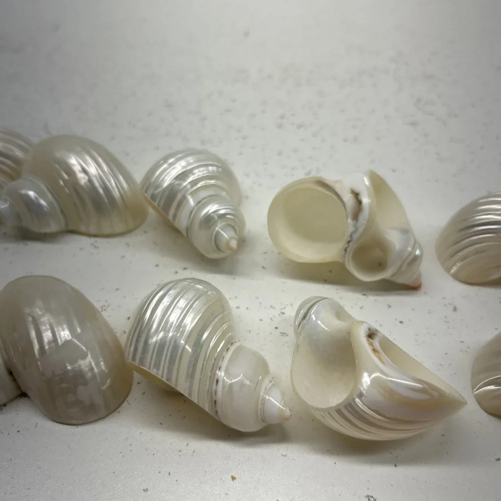 11 Vintage White Seashell Napkin Ring Holders Coastal Beach Wedding Table Decor